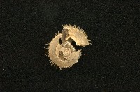 薄盾蝸牛藏品圖，第1張